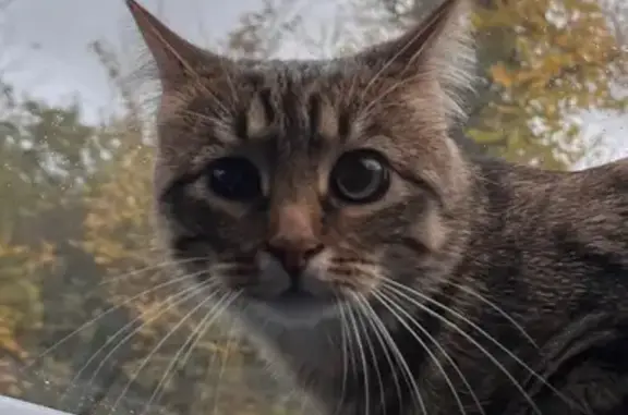 Зникла сіренька кішка Булочка у Львові