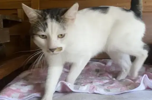 Chat trouvé Reichstett, photo: Chat blanc tigré trouvé à Reichstett