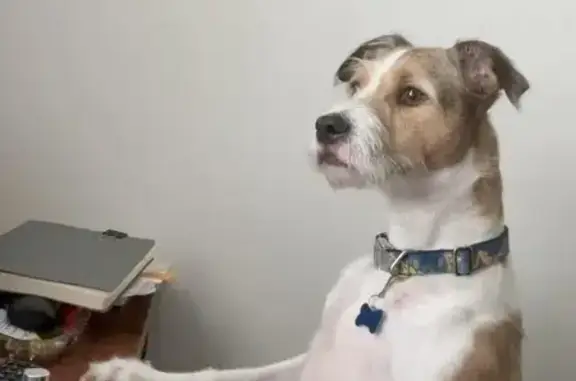 Lost Terrier Mix: Ren, Universal City, TX