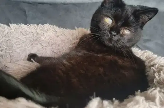 Chat perdu, Montfort-sur-Meu, photo: Chatte perdue, Olympe, un œil malvoyant