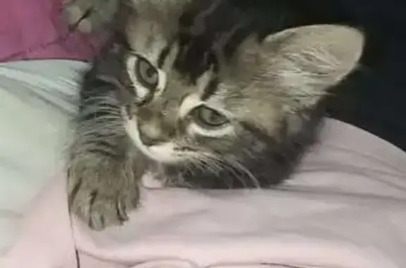Chatte perdue à Mussidan, poil long tigré - photo