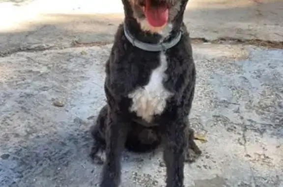 Perro de Agua Francés Perdido en Chiclana