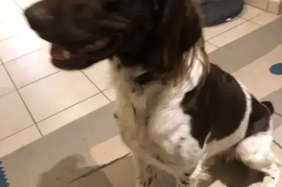 Chien trouvé Bourgoin-Jallieu, photo: Chien trouvé, Chemin de Rosière, Bourgoin