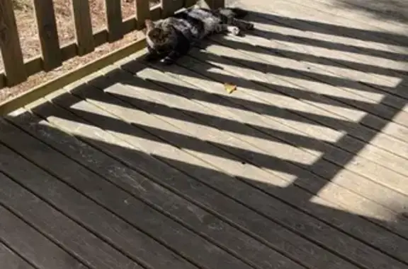 Chat trouvé Nouvelle-Aquitaine, photo: Chat mâle trouvé aux Mathes, sociable