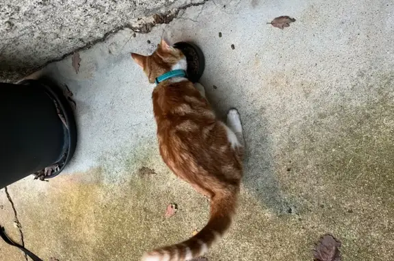 Animaux trouvés , photo: Chaton roux trouvé avec collier vert