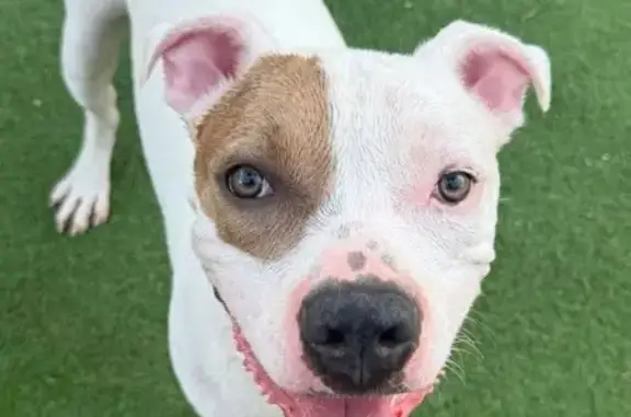 Missing dog Evansville, photo: Lost Dog: White & Brown in Evansville