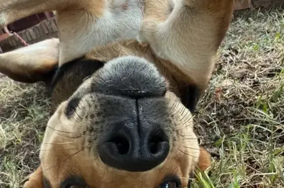 Missing dog Oklahoma City, photo: Lost Dog: Help Find Our Sweet Girl!