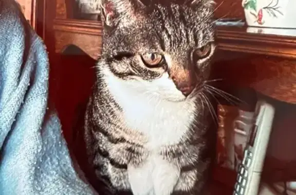 Animaux perdus Baden, photo: Chat européen tigre perdu à Baden