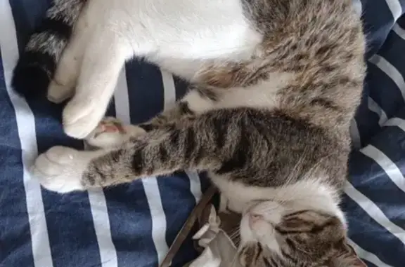 Chatte perdue à Plérin : Oasis 8 ans - photo