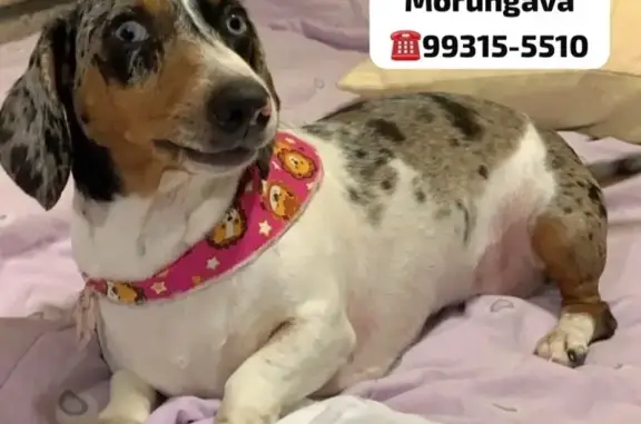 cachorro desaparecida