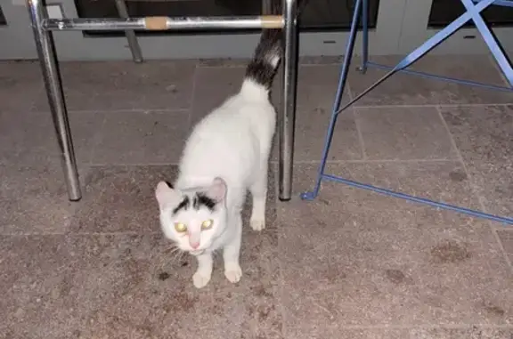 Chaton trouvé devant hôtel à Langres - photo