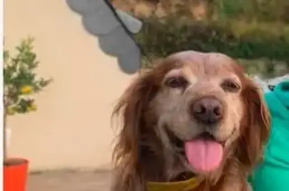 Chien perdu, collier jaune, Guerlesquin - photo