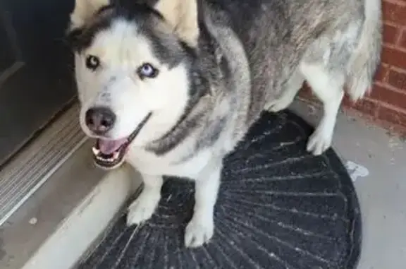 Found dog Denver, photo: Husky Found on Glencoe St, Denver 3525
