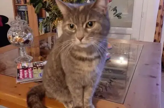 Chat perdu, Villiers-le-Morhier, photo: Chatte grise perdue à Villiers-le-Morhier
