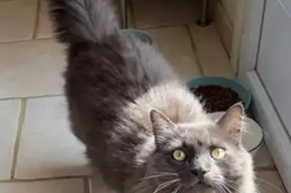 Chat gris perdu, poils longs, Gouy - photo