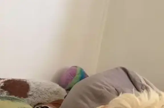 Lost Small Dog on Kiora St, Sydney