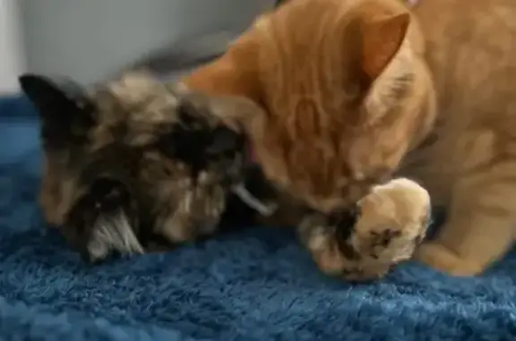 Help Find Our Beloved Orange Cat!