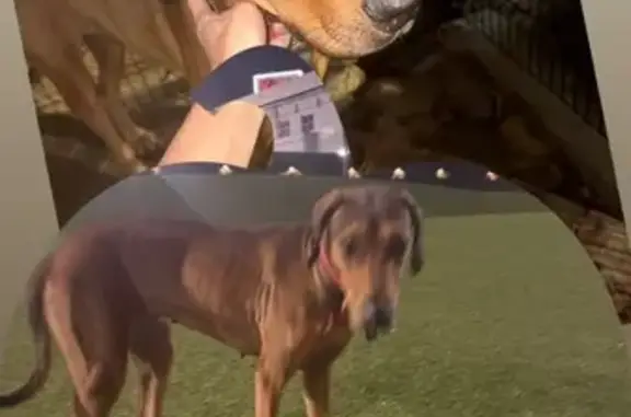 Found dog West Hollywood, photo: Sweet Found Dog on San Vicente Blvd