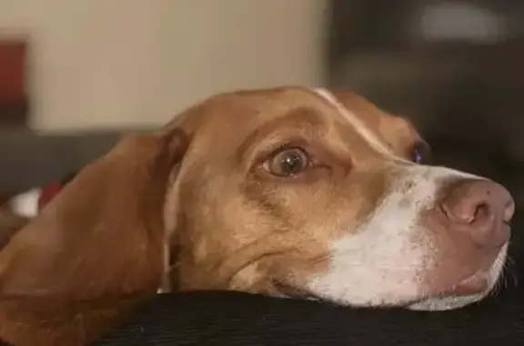 Missing dog South Jordan, photo: Lost Beagle: Friendly, Fast, Green-Eyed