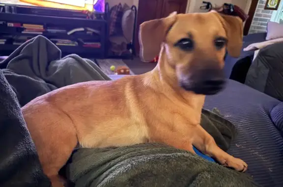 Found dog Oklahoma City, photo: Found: Young Dachshund Mix in OKC