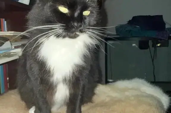 Lost Cat Escaped on Rockford School Rd