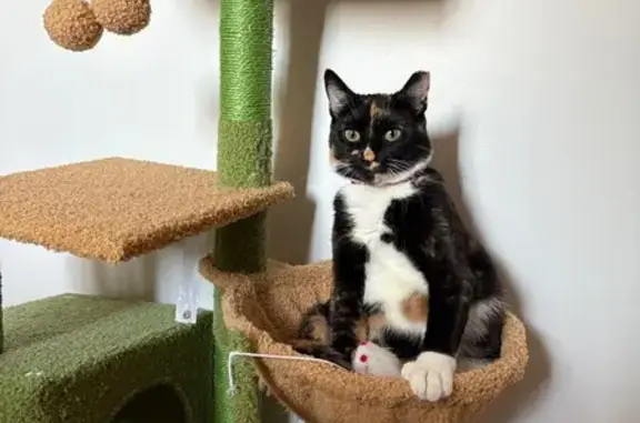 Lost Calico Cat: Sesame in Waterloo