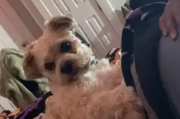 Missing dog Baltimore, photo: Lost Tan & Brown Dog: Echodale Ave, Baltimore