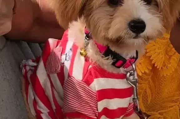 Missing dog Hawaiian Paradise Park, photo: Lost: Shy Terrier Pup in Paradise Park