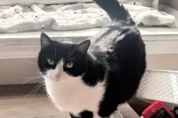 Lost Tuxedo Cat Oreo - Covington Area