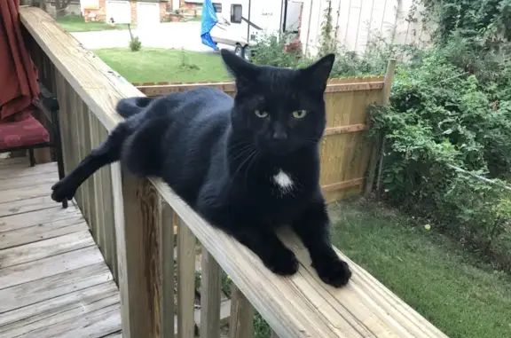 Lost Black Cat - North Walnut St, KC