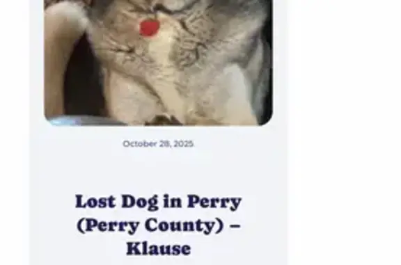 Lost Dog: Friendly, Loves Food & People