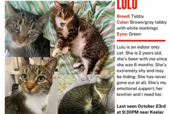 Missing cat Chicago, photo: Help Find Lulu: Missing Cat in Chicago