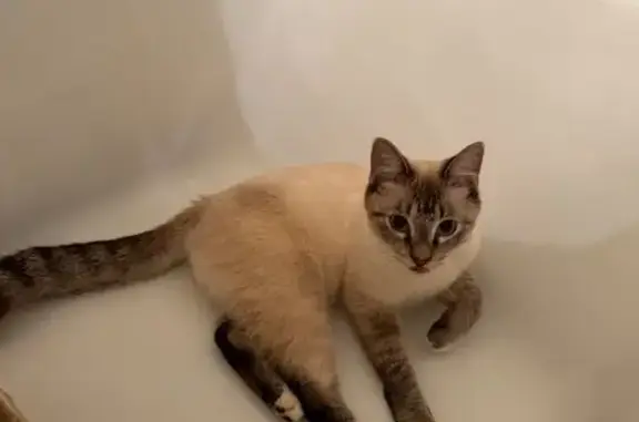 Found cat Little Rock, photo: Found: Sweet White Cat, Dark Tail Spots