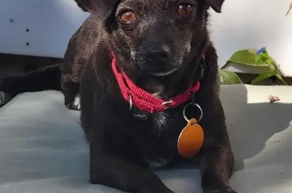 Lost Chihuahua Mix: Red Collar, Ringwood
