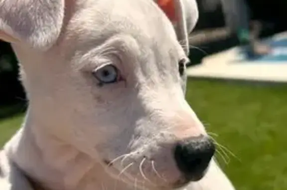 Perro Albino Perdido en Los Po...