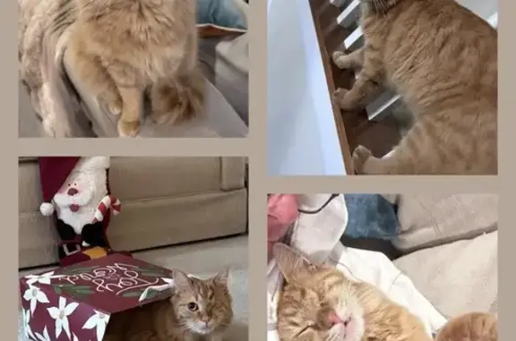 Lost One-Eyed Orange Cat in West Chester