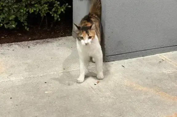 Found cat Hialeah, photo: Friendly Calico Cat Found on East 39th St.
