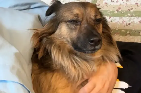 Lost Pomeranian Mix in Queens - Help!