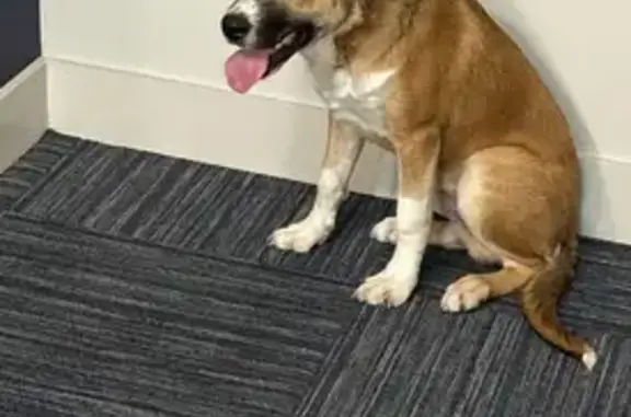 Found dog Dallas, photo: Found Sweet Dog on Brown St, Dallas 4304