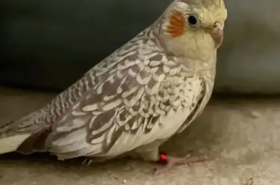 Lost Cockatiel: Grey/Yellow, Orange Cheeks