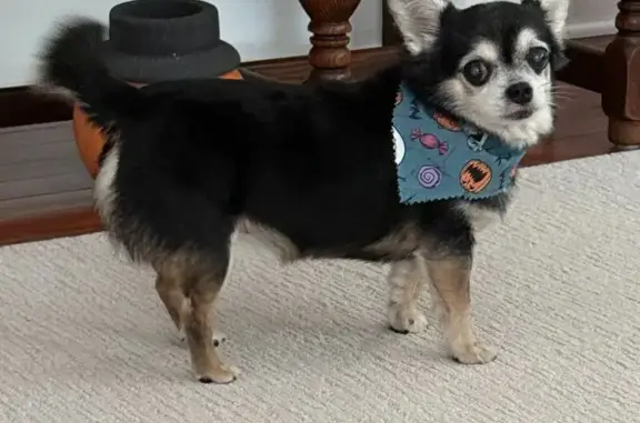 Missing dog Florida Gulf Coast University, photo: Lost Chihuahua Near Lake & Devon St