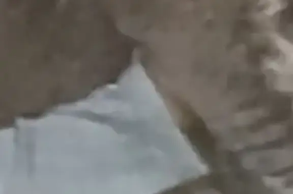 Lost Neutered Male Cat in Saint Clair Shores