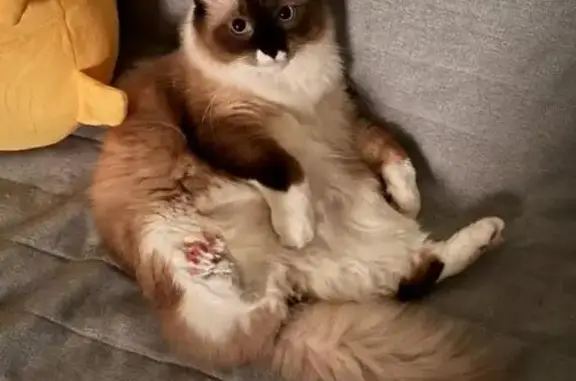 Lost Cat: Large, Friendly, Long-Tailed