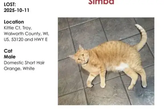 Lost: Orange & White Tabby in East Troy