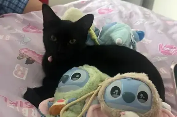 Lost Cat: Grey-Bellied on Bonython St