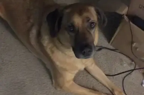 Lost 100lb Tan Dog 'Scooby' in Reynoldsburg