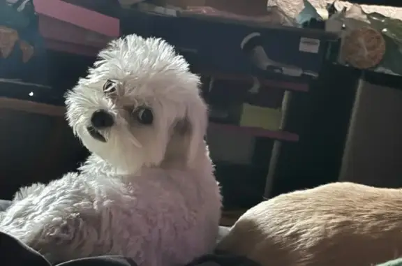 Help Find Rowdy: Lost Maltese in San Antonio!