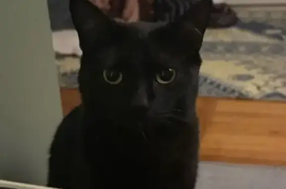 Lost Skittish Black Cat - St. Louis Area