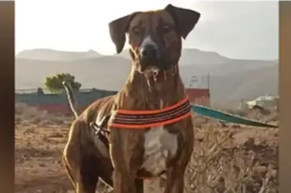 Perro Majorero Bardino Perdido...