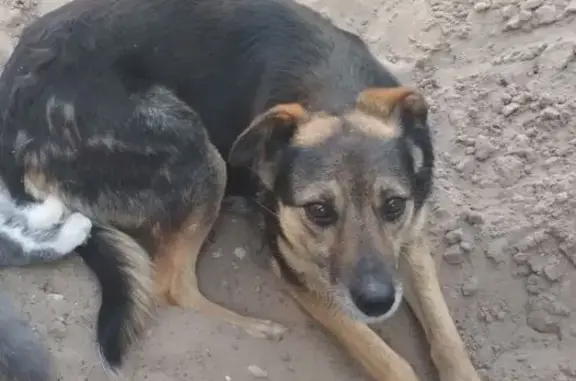 Зникла чорна собака на Знамʼянській, Дніпро